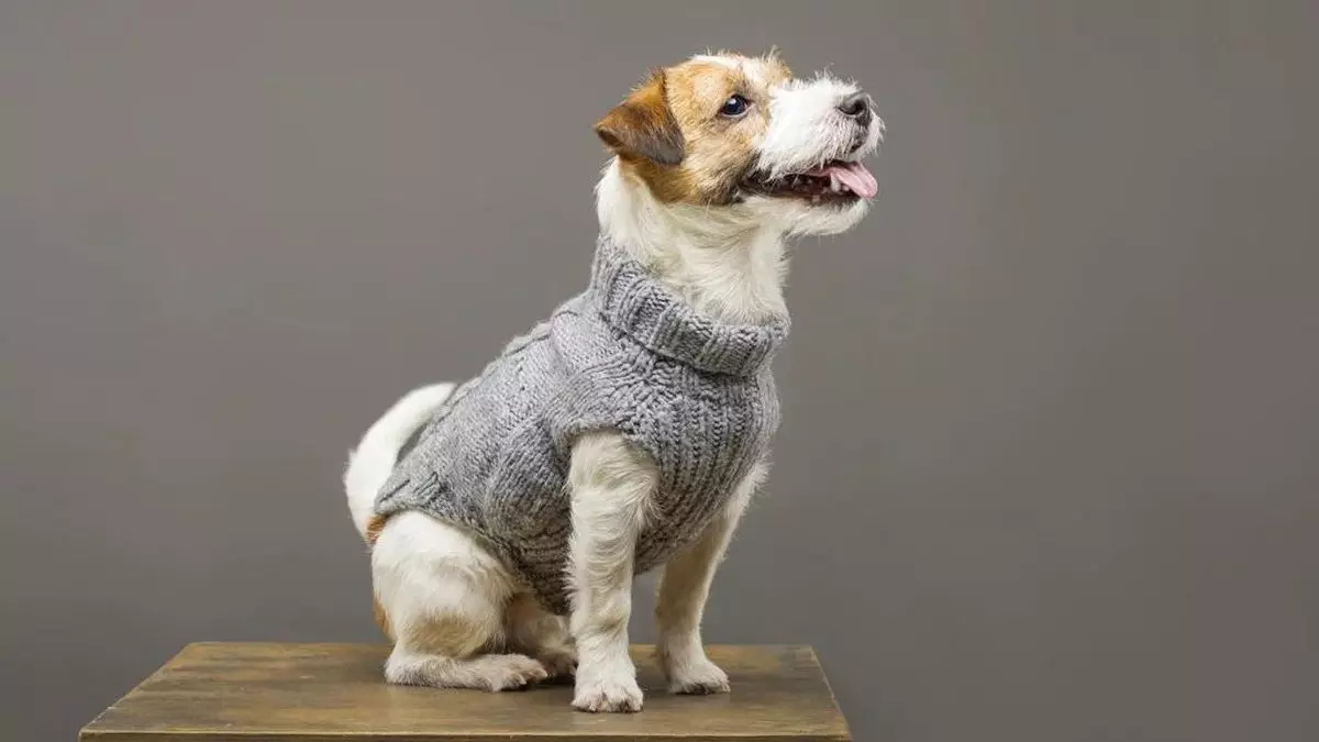 cachorro casaco 2 1200x675