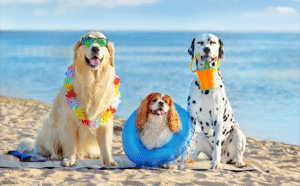 caes aproveitando a praia com seguranca