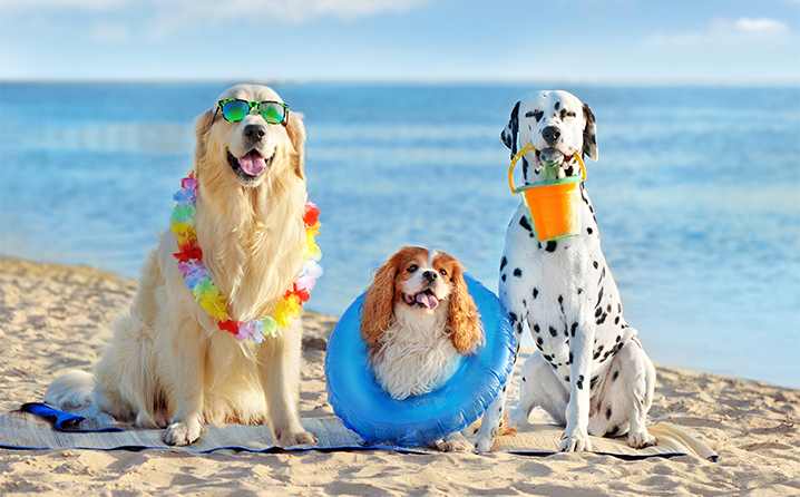 caes aproveitando a praia com seguranca