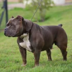 forte american bully ou pitbull