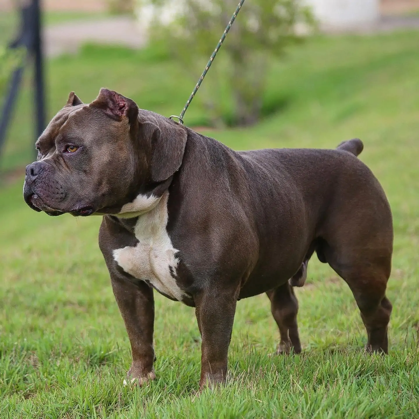 forte american bully ou pitbull
