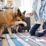 mau comportamento gato cachorro